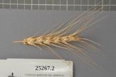 Click for 1 image(s) for this accession. Spike
